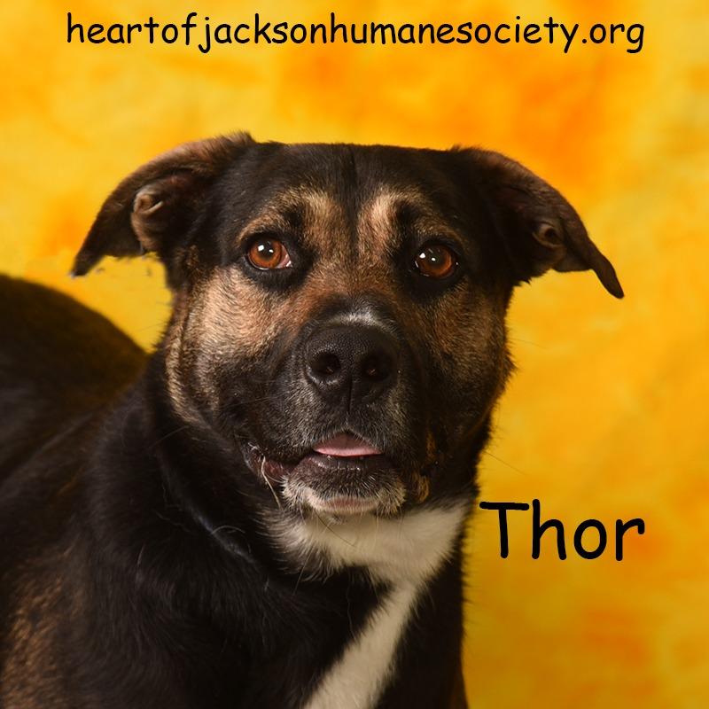 Enlarge THOR, a Adoptable mixed breed in Holton, KS image 1/4