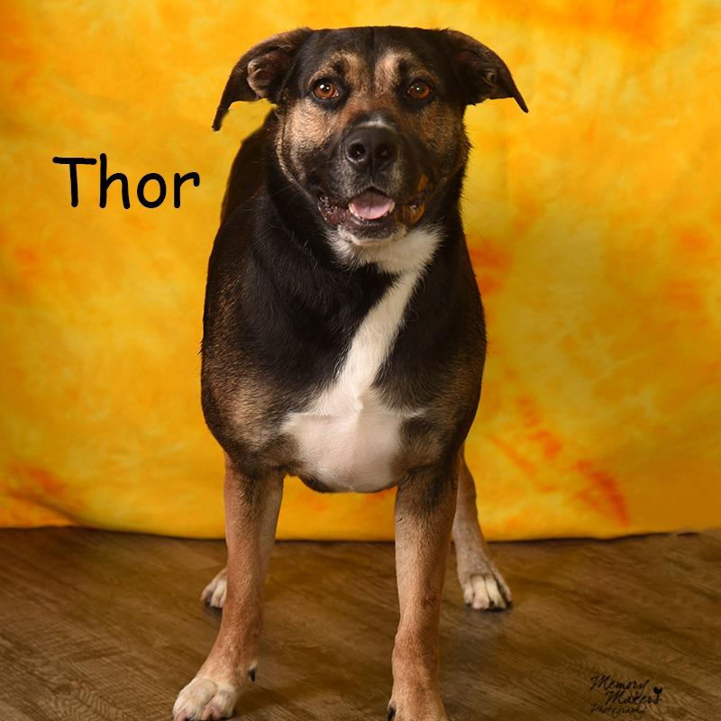 Enlarge THOR, a Adoptable mixed breed in Holton, KS image 2/4