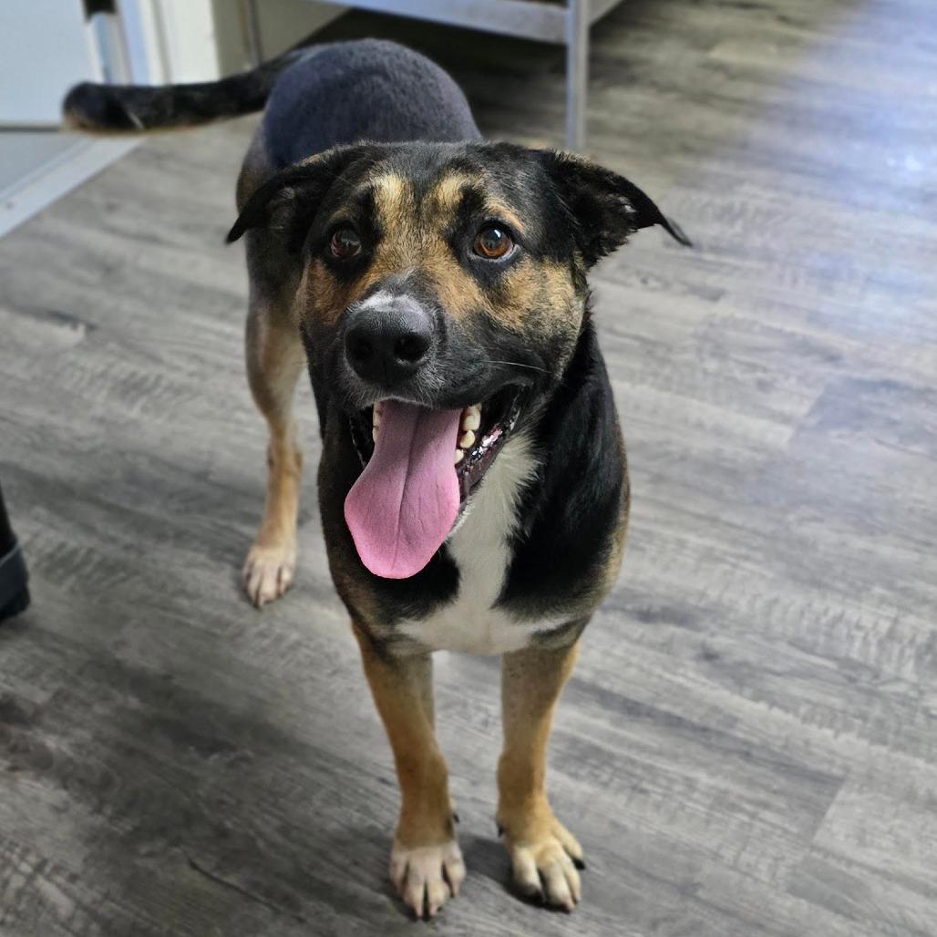 THOR, Adoptable, Adult Male German Shepherd Dog & Mixed Breed.