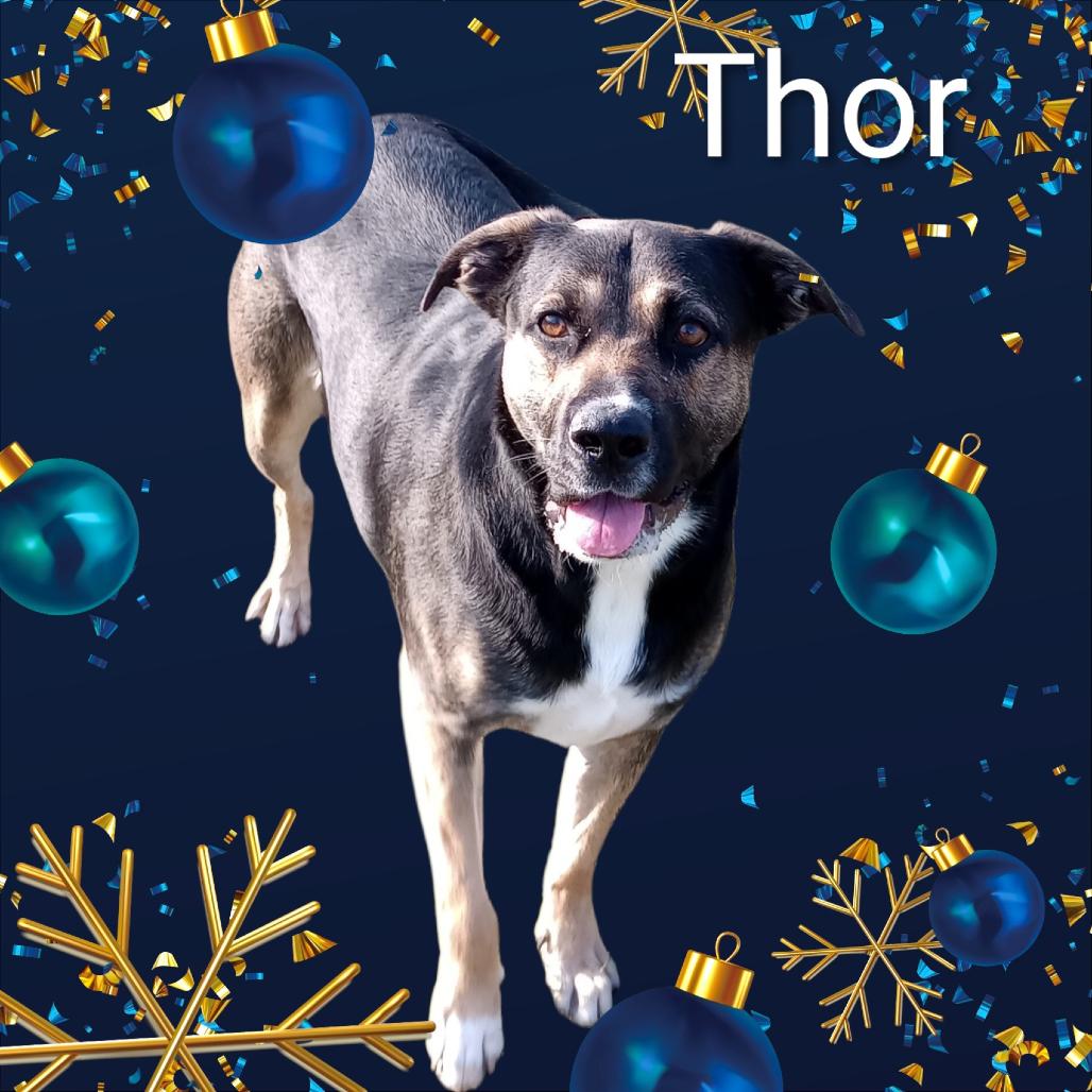 Enlarge THOR, a Adoptable mixed breed in Holton, KS image 2/2