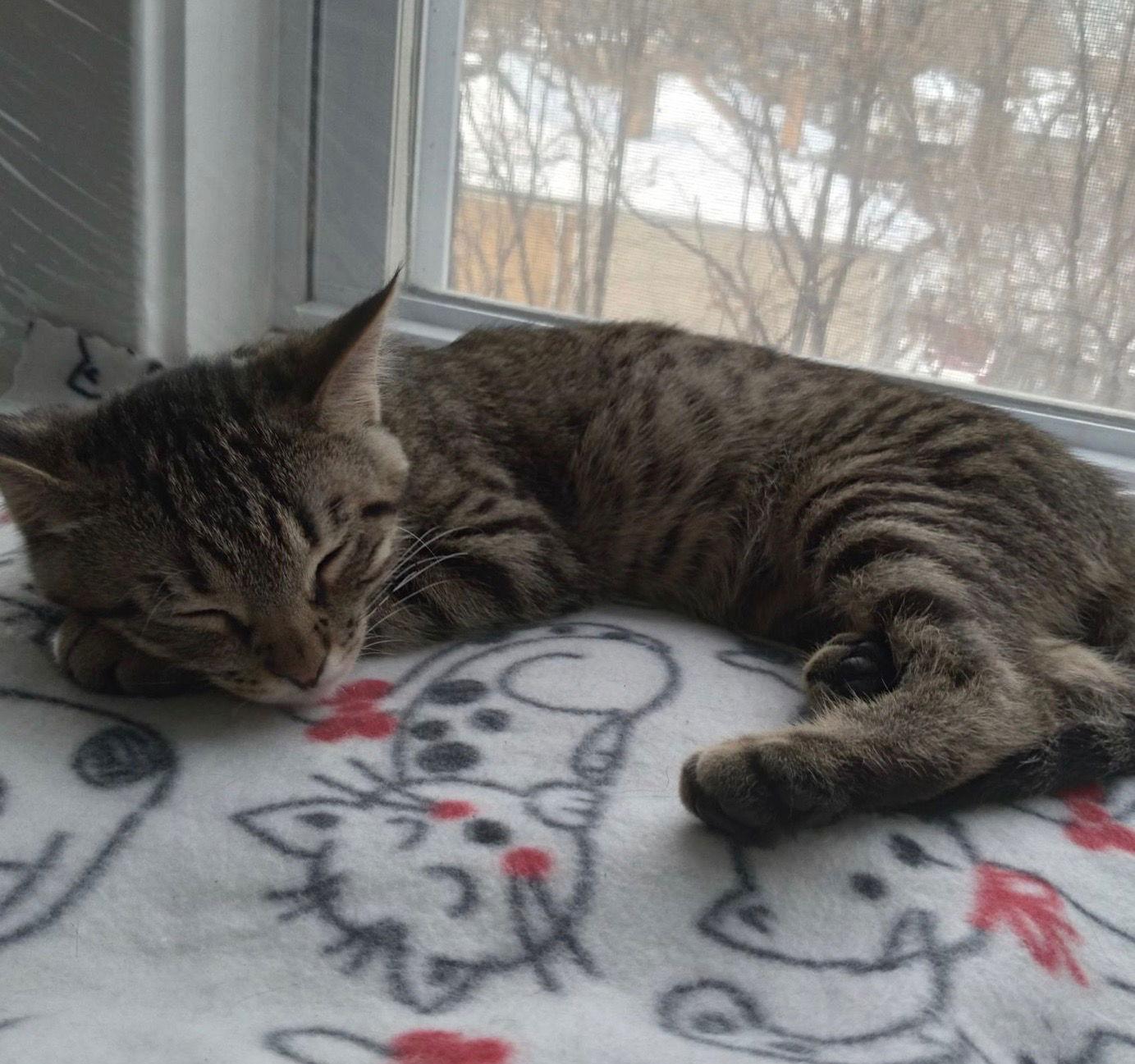 Kringle, Adoptable, Young Male Tabby.