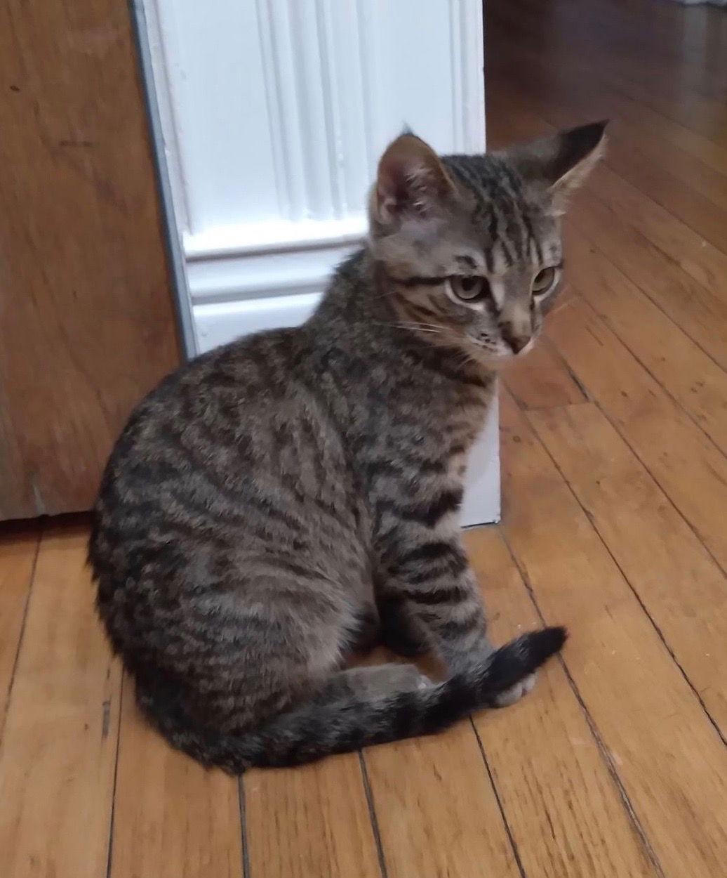 Kringle, Adoptable, Young Male Tabby.