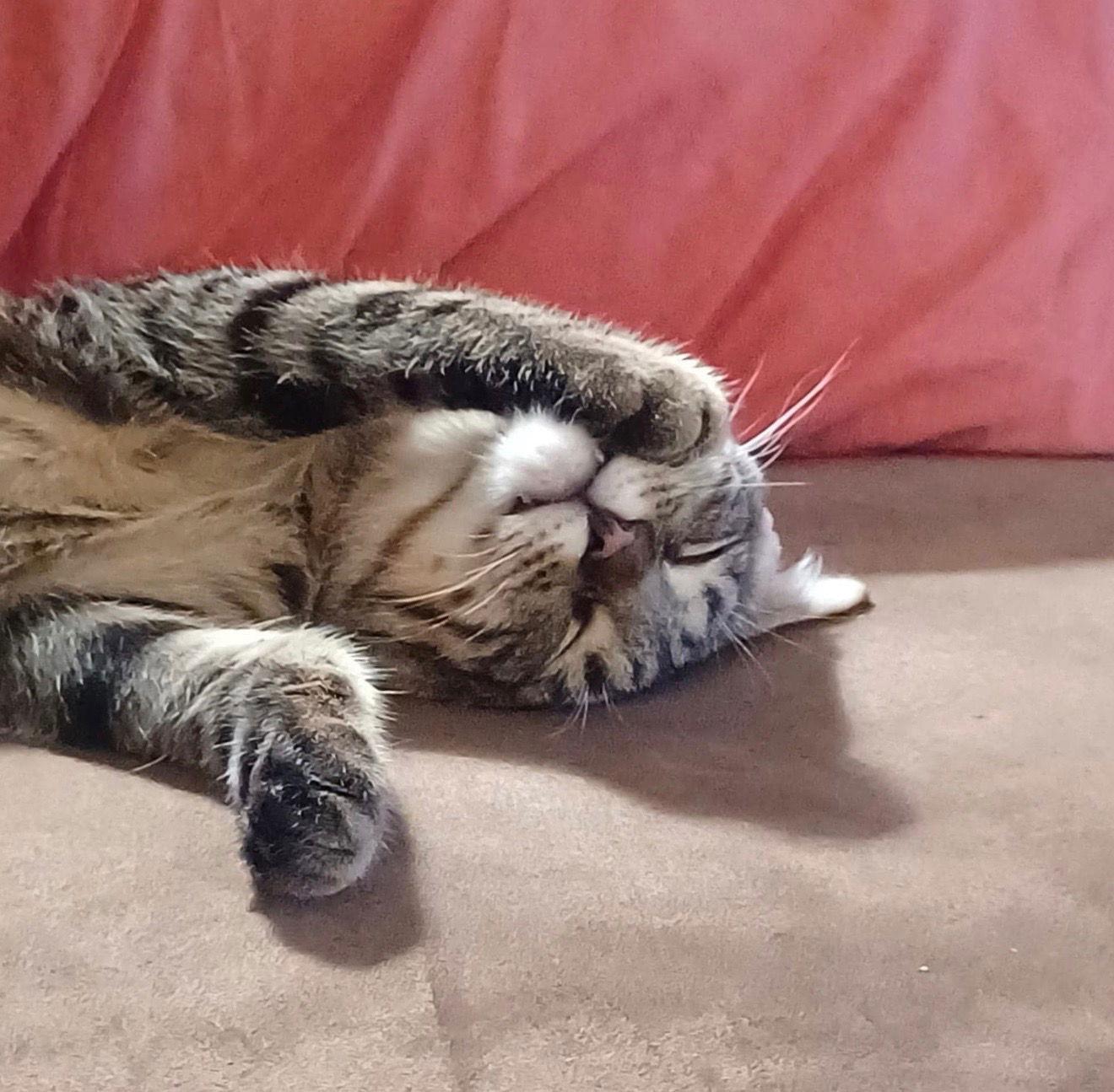 Enlarge Kringle, a Adoptable Tabby in Maywood, IL image 3/3