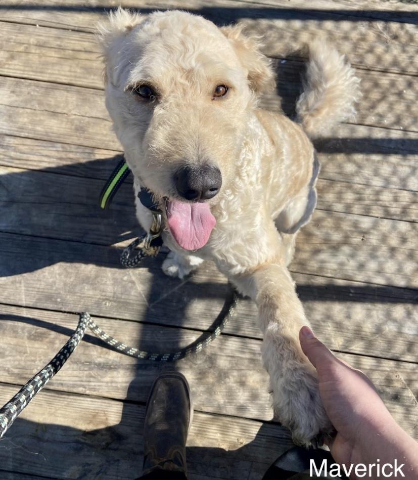 Enlarge Maverick, a Adopted mixed breed in Sunbright, TN image 2/2