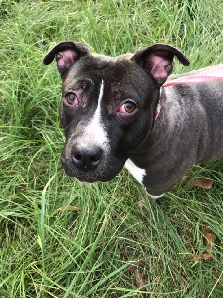 Mercedes, a Adoptable American Bulldog in Jackson, MS image 1/2