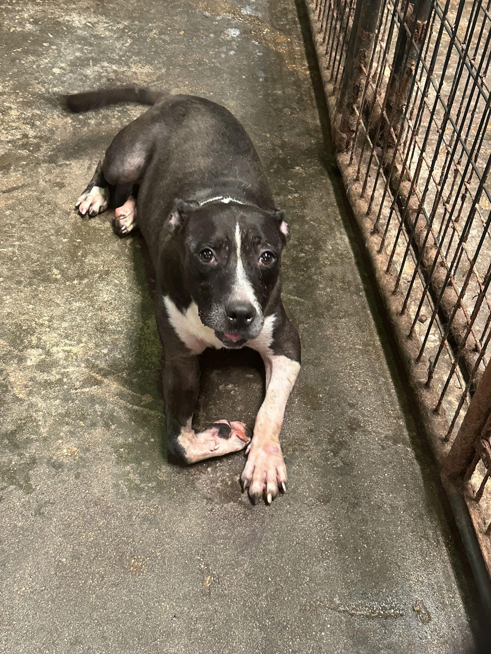 Mercedes, a Adoptable American Bulldog in Jackson, MS image 2/2