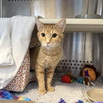 Pixie, Adoptable, Young Female Domestic Short Hair & Domestic Short Hair.