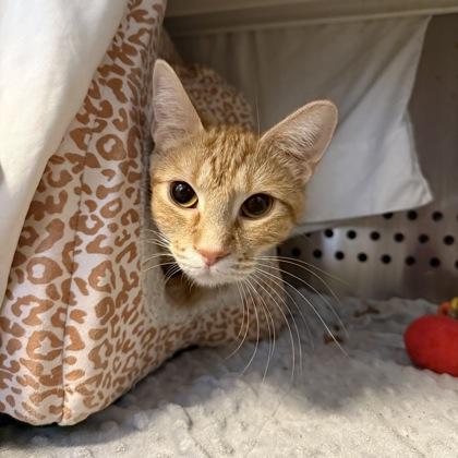 Enlarge Pixie, a Adoptable mixed breed in Merriam, KS image 2/3