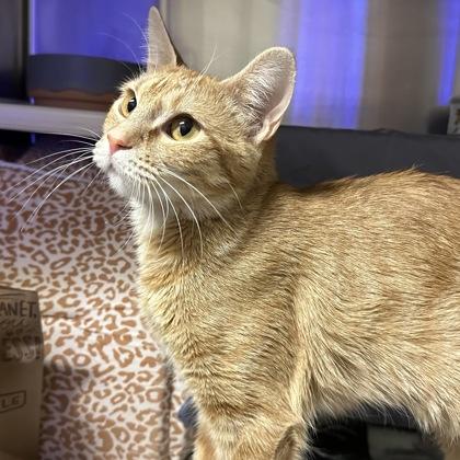 Pixie, Adoptable, Young Female Domestic Short Hair & Domestic Short Hair.