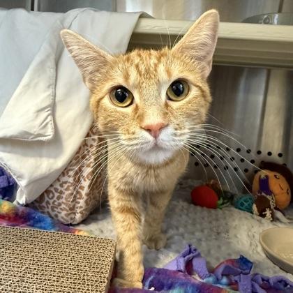 Enlarge Pixie, a Adoptable mixed breed in Merriam, KS image 3/3