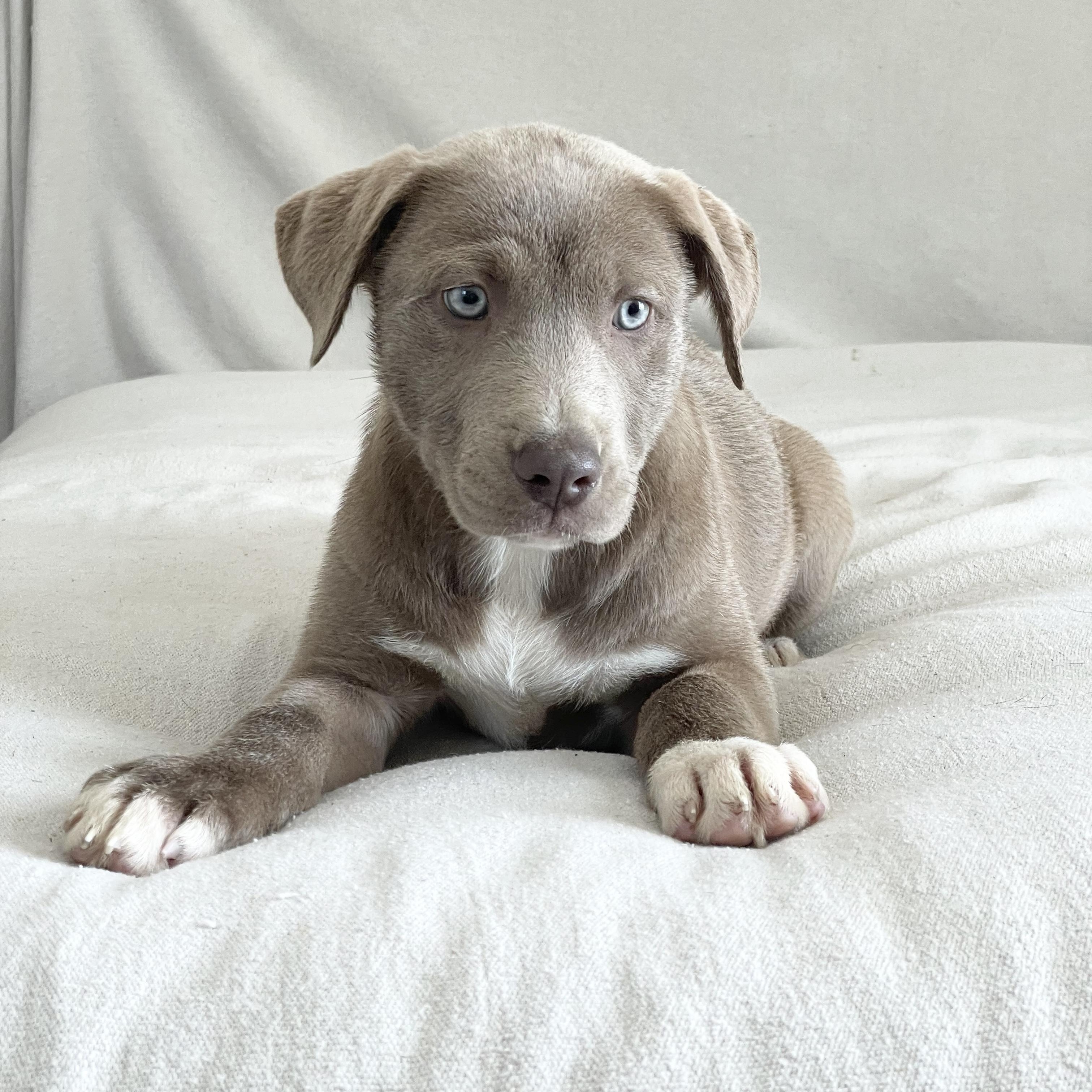 Enlarge Snuggly Skylar, a ADOPTABLE mixed breed in West Hartford , CT image 3/5