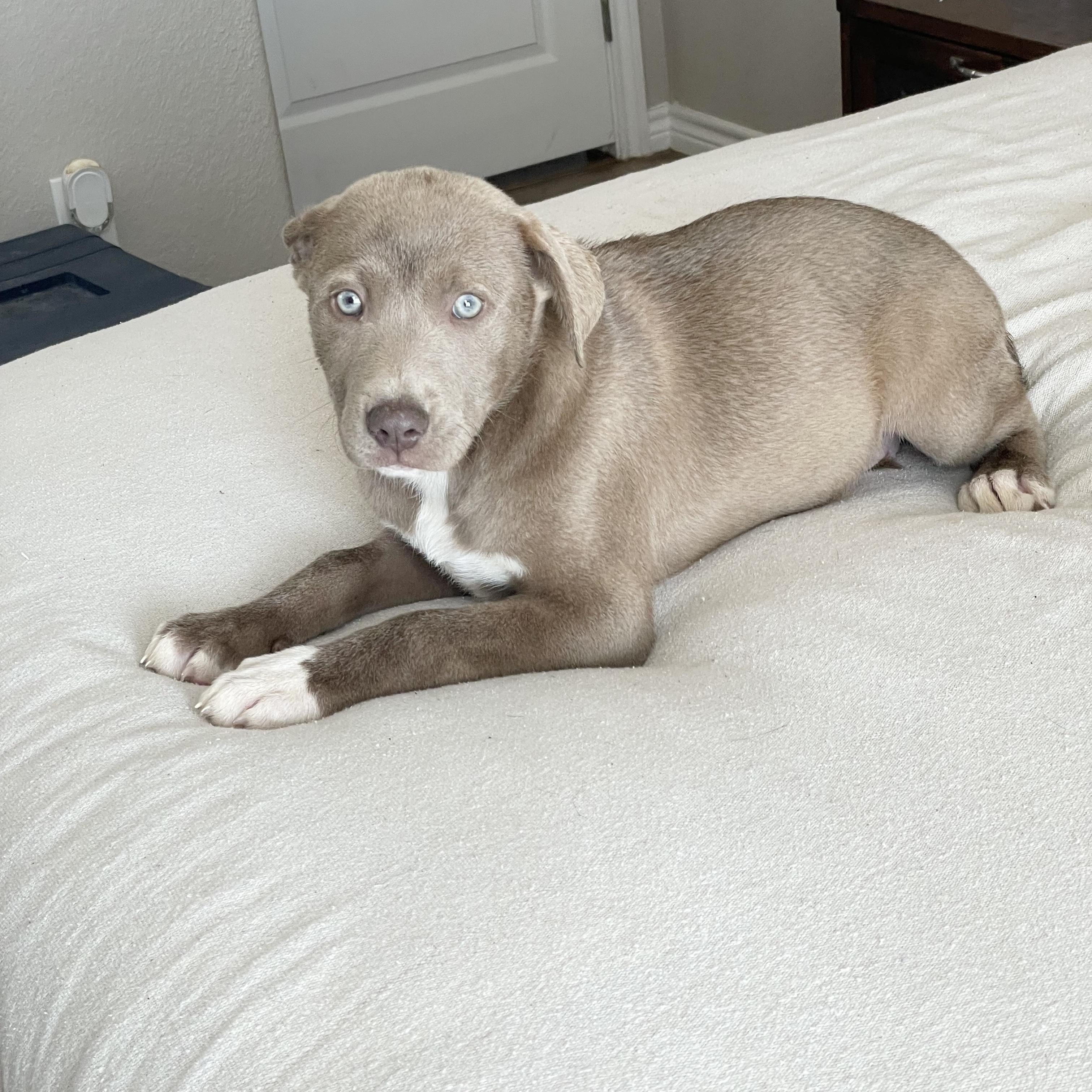 Enlarge Snuggly Skylar, a ADOPTABLE mixed breed in West Hartford , CT image 5/5