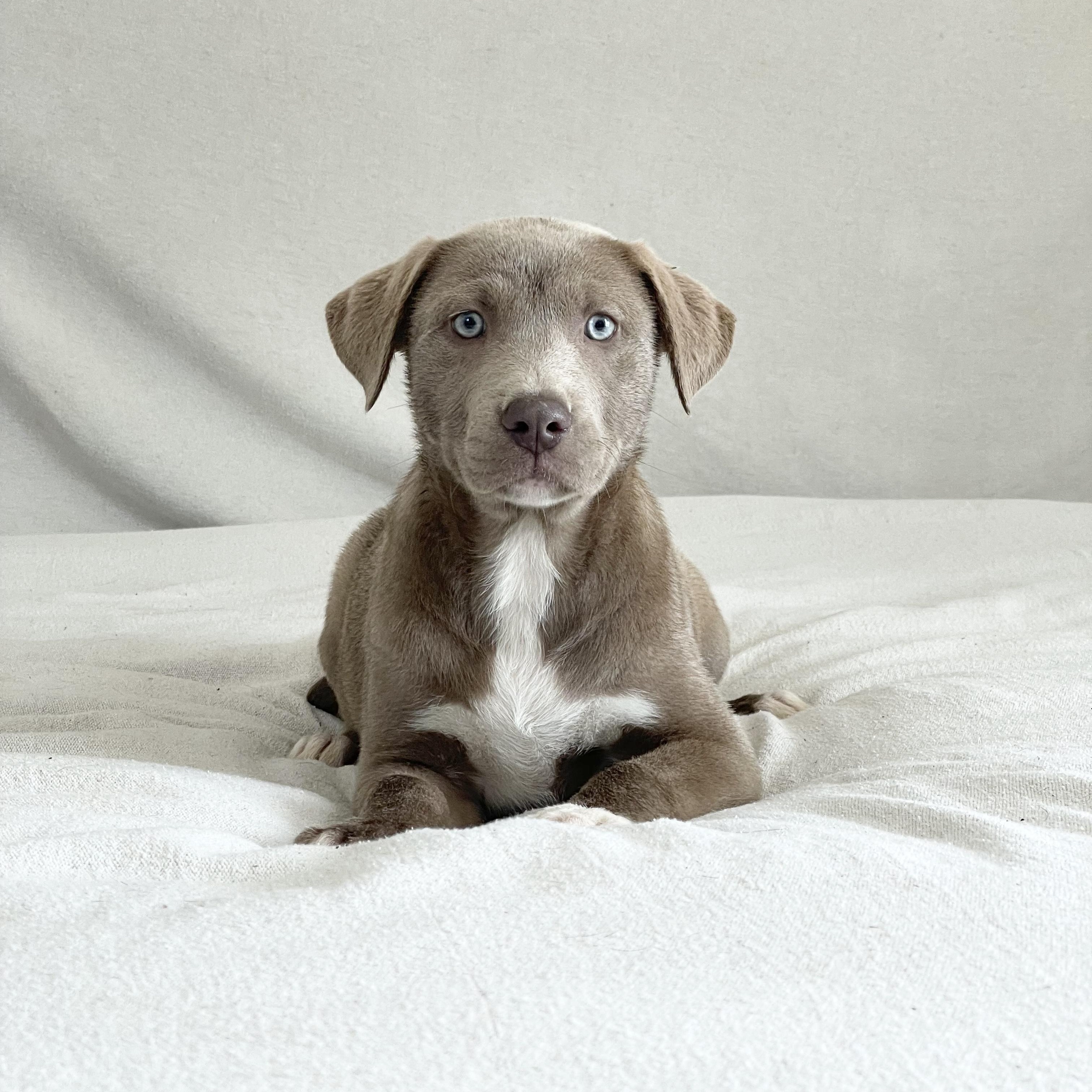 Enlarge Snuggly Skylar, a ADOPTABLE mixed breed in West Hartford , CT image 1/5