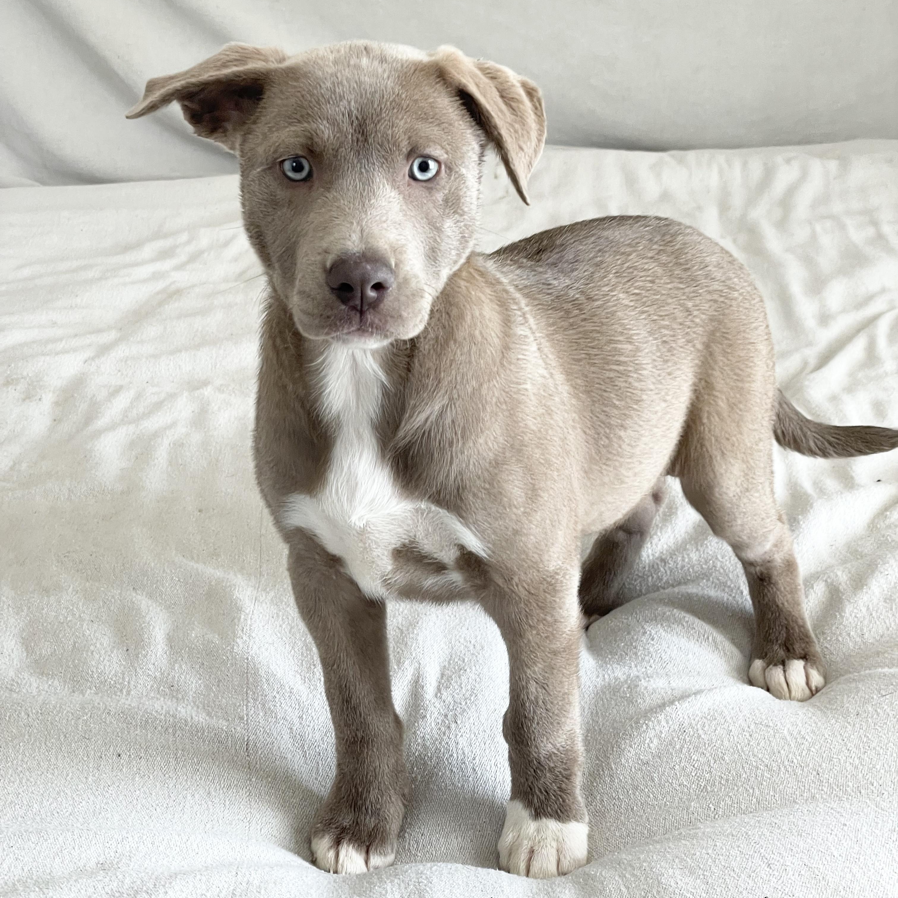 Enlarge Snuggly Skylar, a ADOPTABLE mixed breed in West Hartford , CT image 4/5