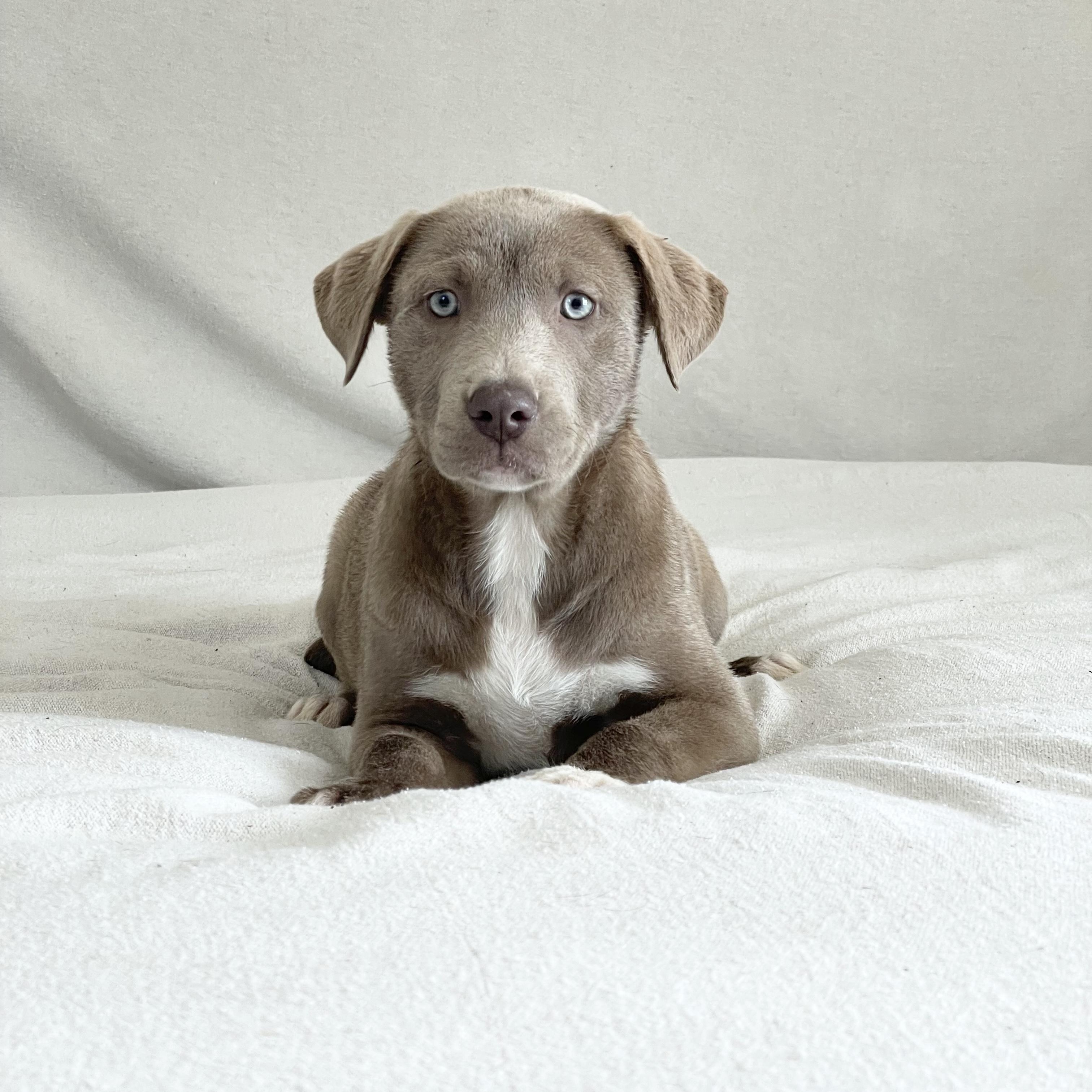 Enlarge Snuggly Skylar, a ADOPTABLE mixed breed in West Hartford , CT image 2/5