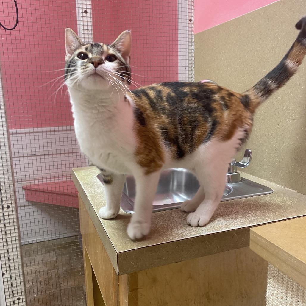 Nia, Adoptable, Young Female Domestic Short Hair.