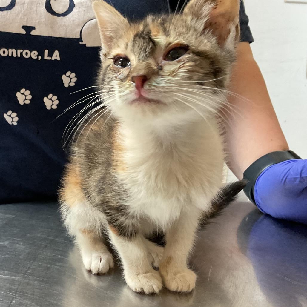 Nia, a Adoptable Domestic Short Hair in Monroe, LA image 2/3
