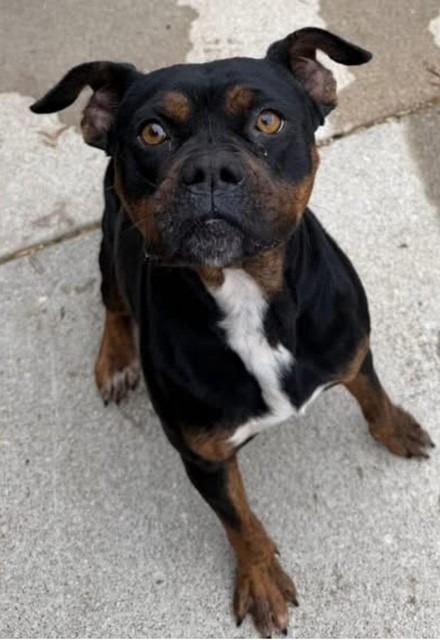 Roseanne, Adoptable, Adult Female Boxer & Labrador Retriever.