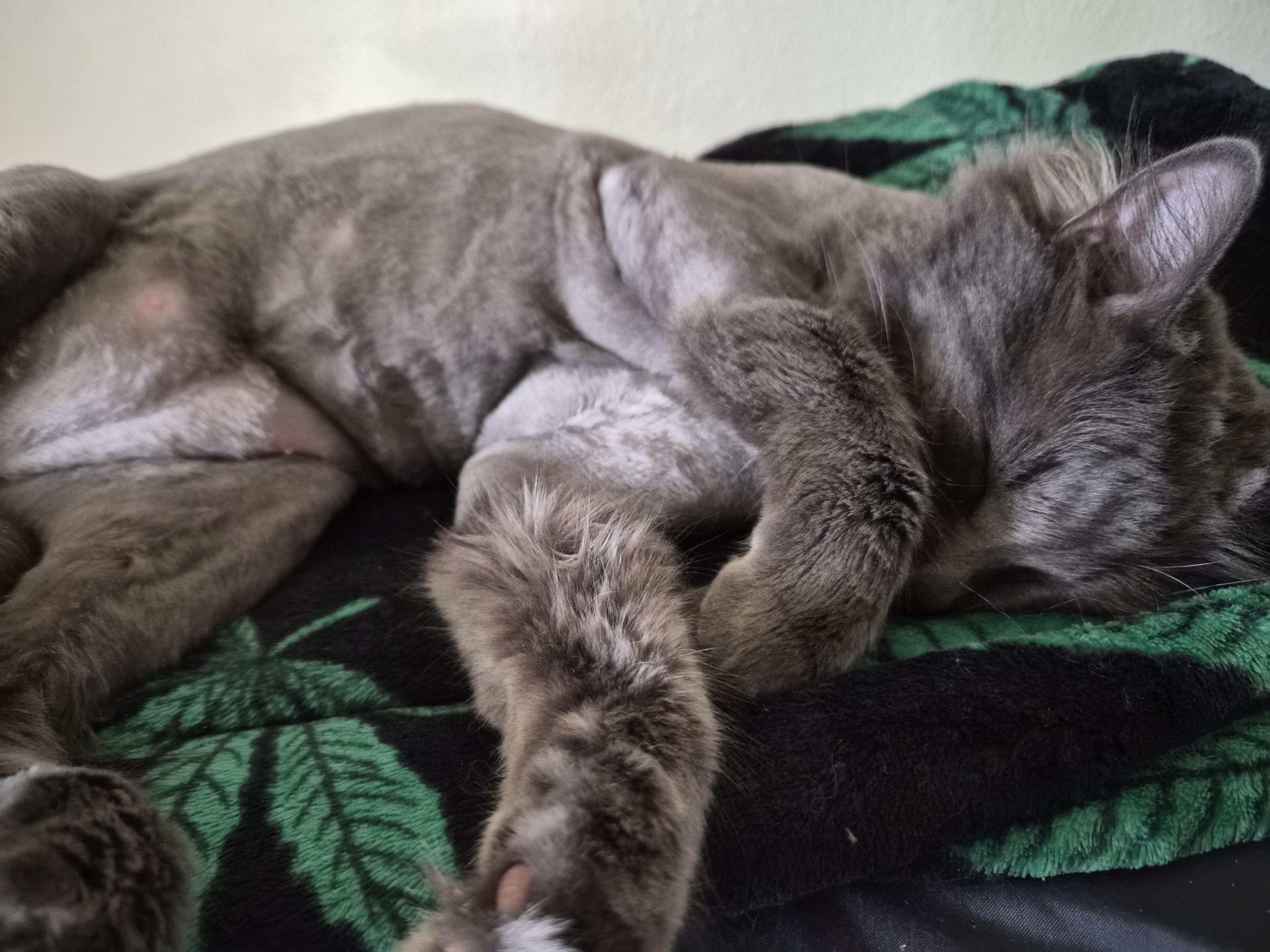 Enlarge Shea, a ADOPTABLE Domestic Long Hair in Denver, CO image 2/6