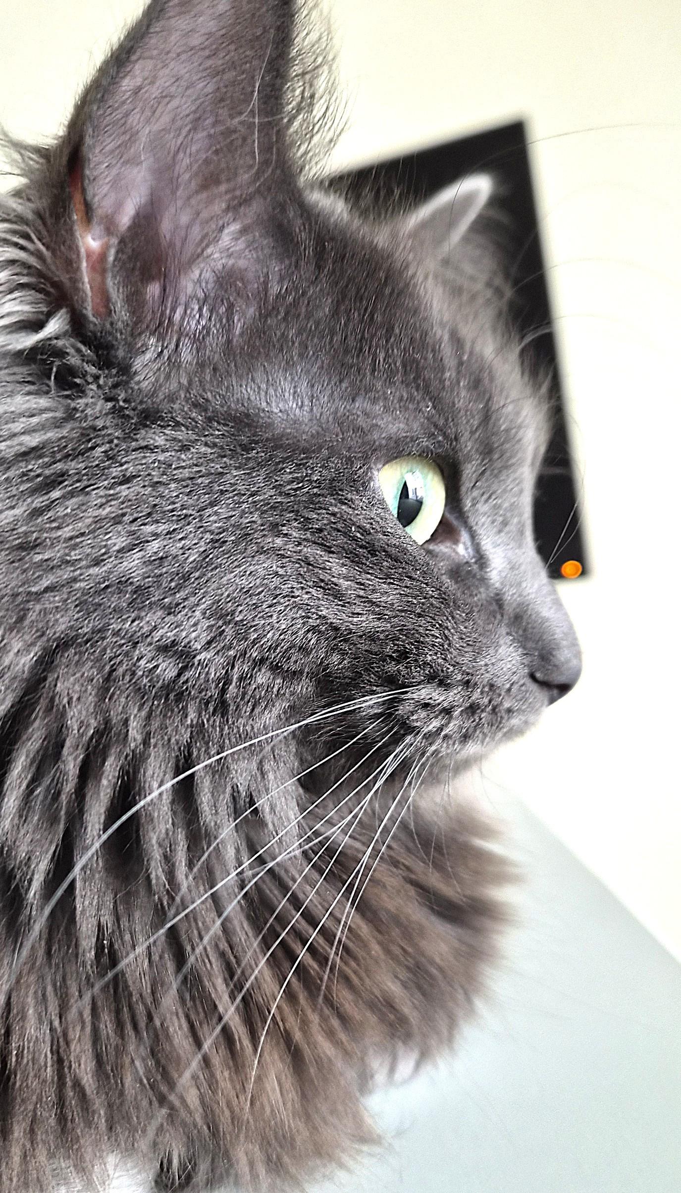 Enlarge Shea, a ADOPTABLE Domestic Long Hair in Denver, CO image 1/6