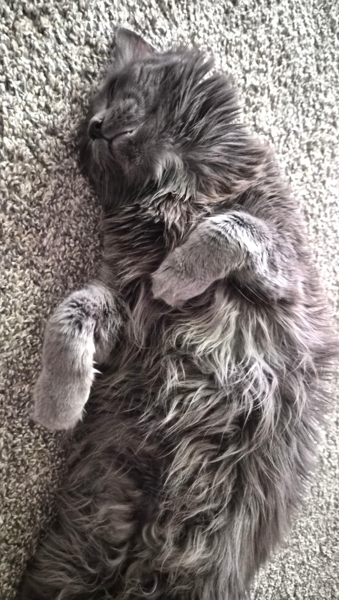 Enlarge Shea, a ADOPTABLE Domestic Long Hair in Denver, CO image 3/6