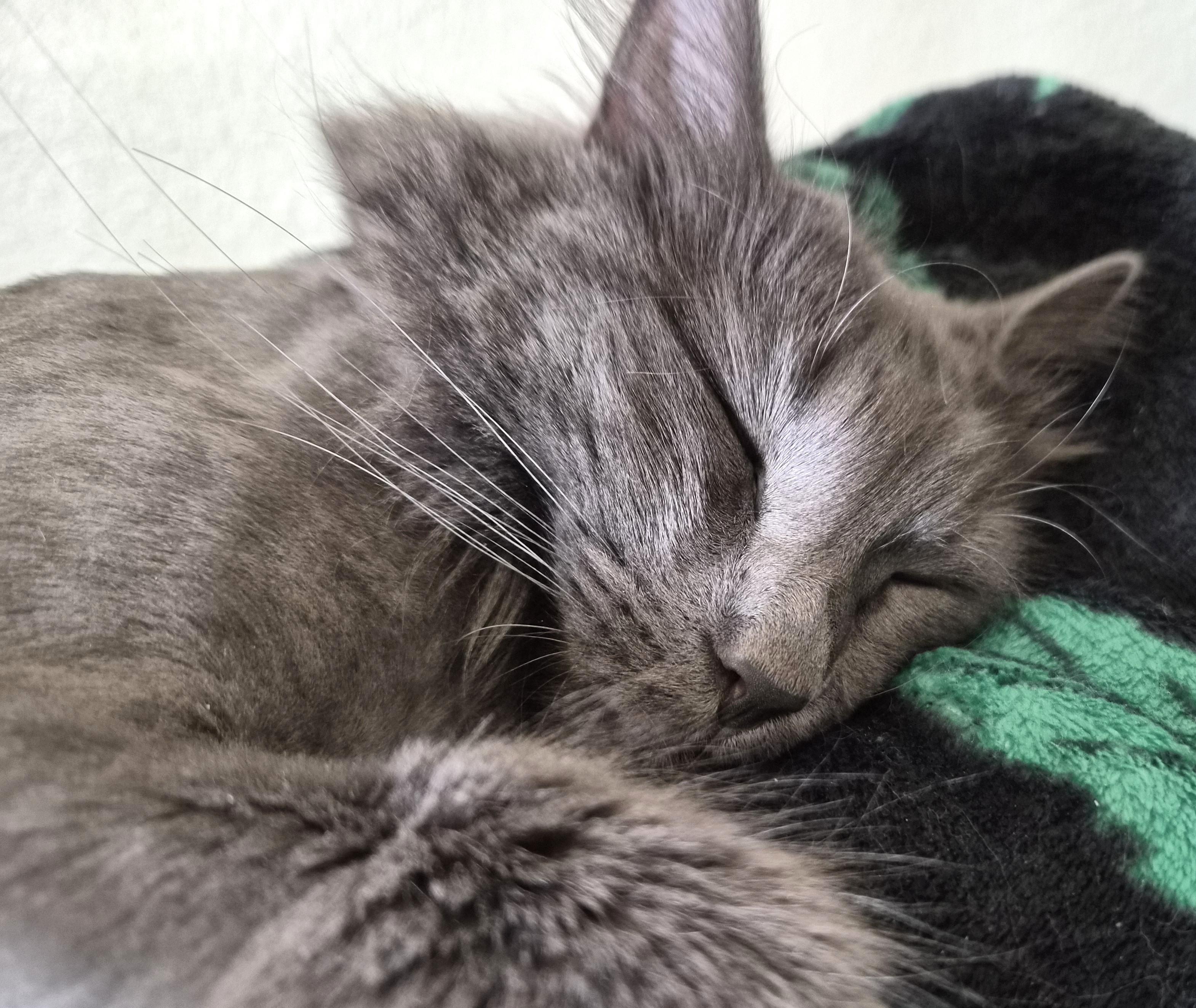 Enlarge Shea, a ADOPTABLE Domestic Long Hair in Denver, CO image 6/6