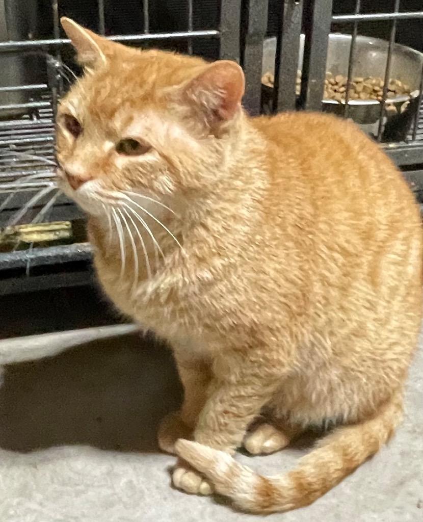 Simba (FKA Rusty), Adoptable, Adult Male Domestic Short Hair.