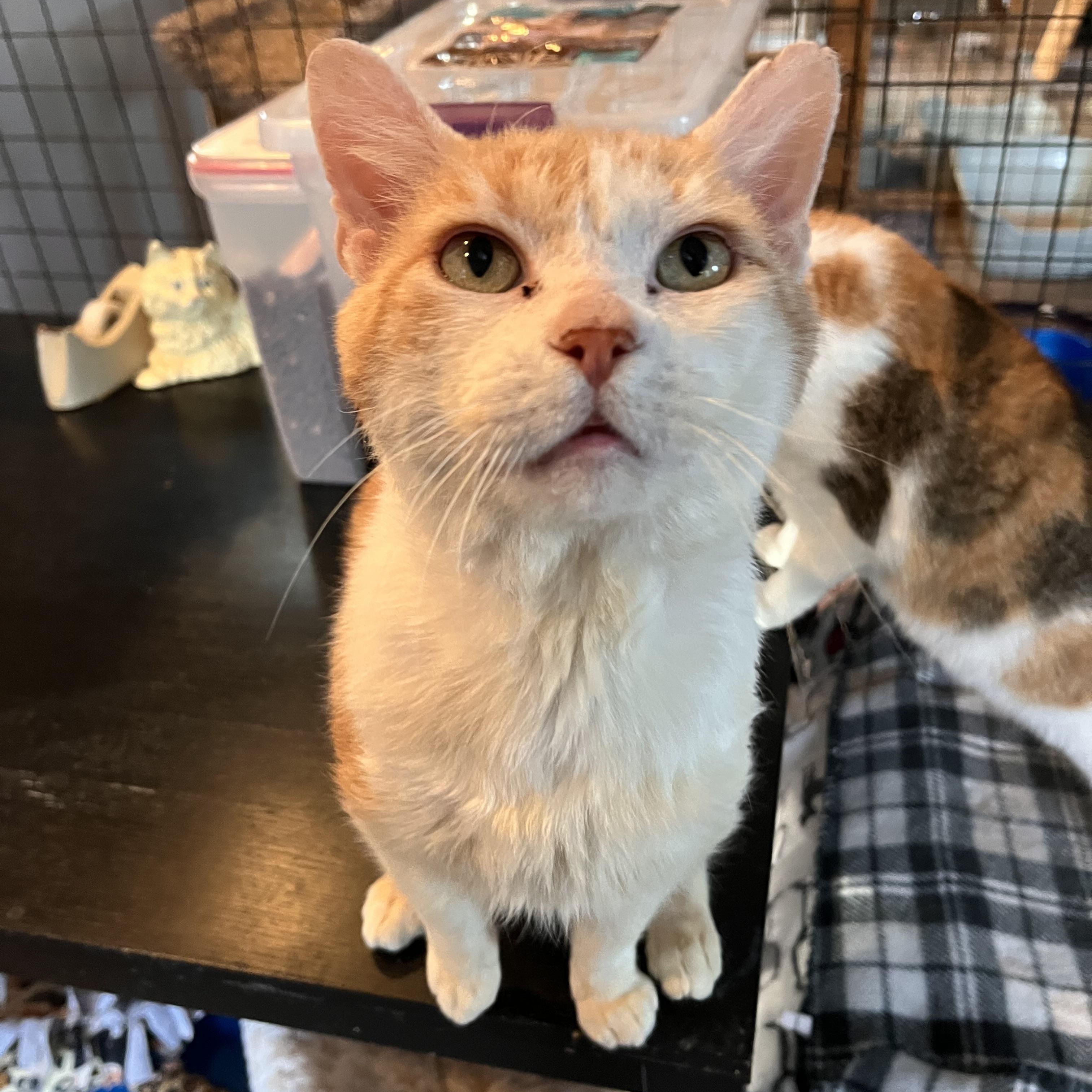Enlarge Astarel, a Adoptable Domestic Medium Hair in Landenberg, PA image 1/4