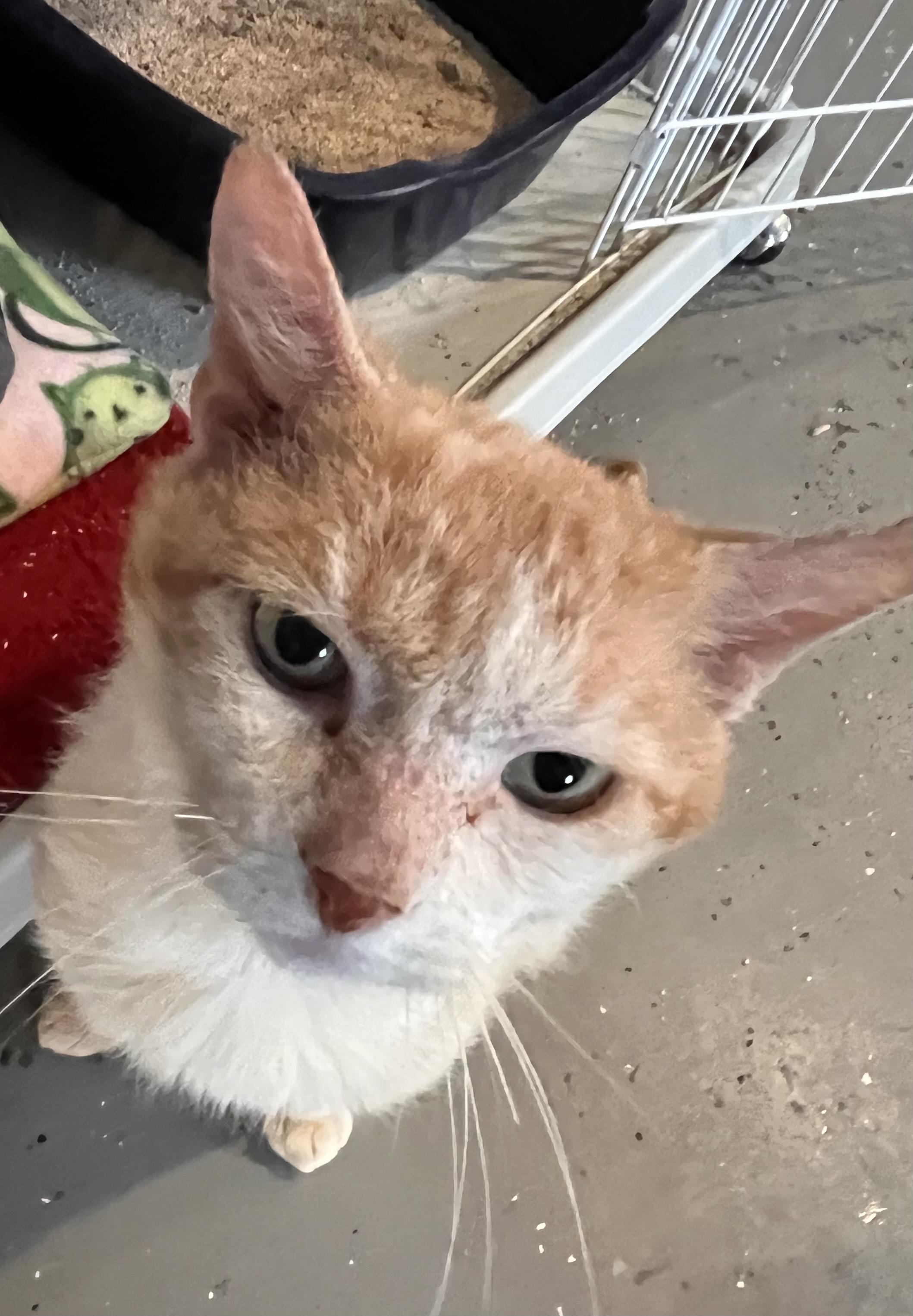 Enlarge Astarel, a Adoptable Domestic Medium Hair in Landenberg, PA image 2/4