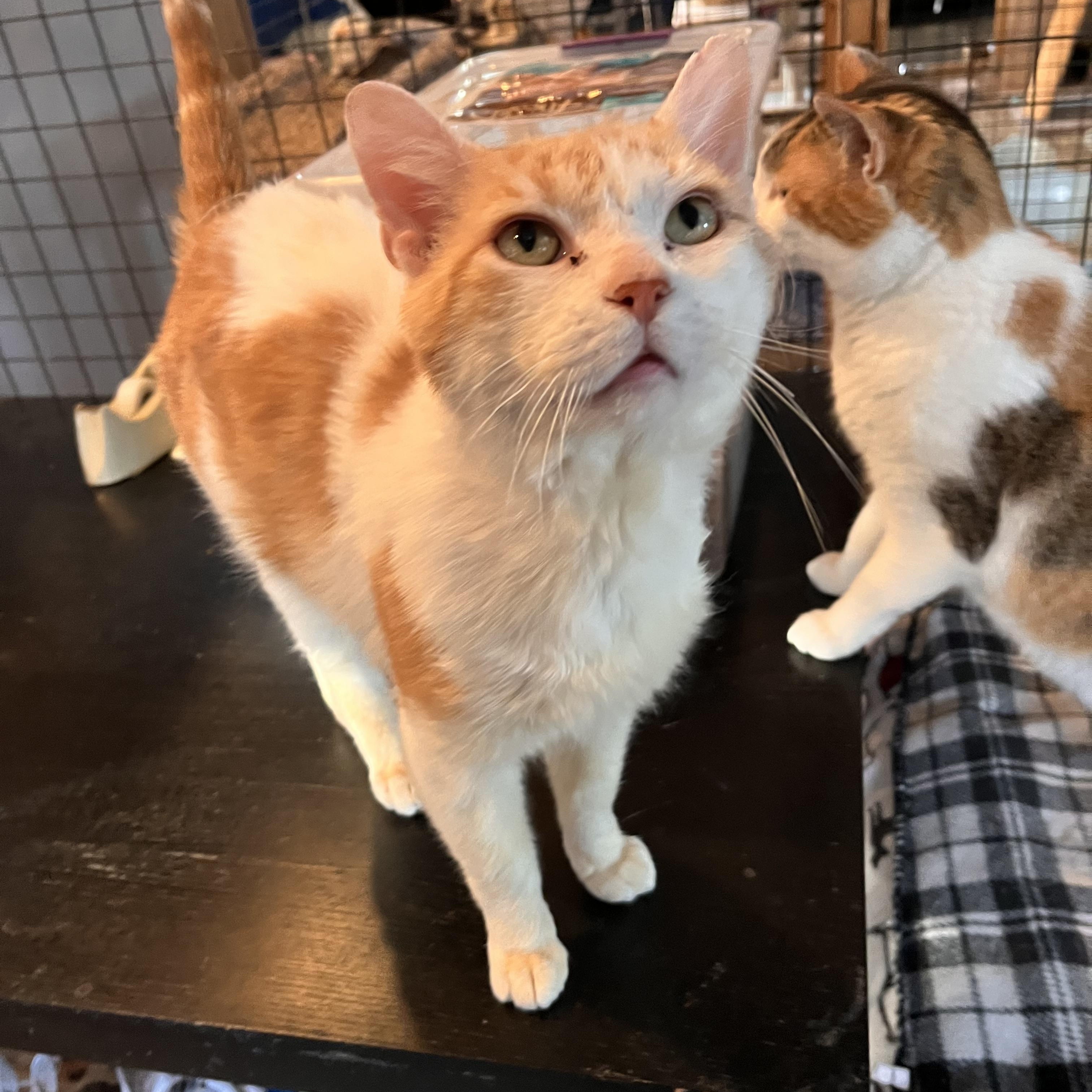 Enlarge Astarel, a Adoptable Domestic Medium Hair in Landenberg, PA image 4/4