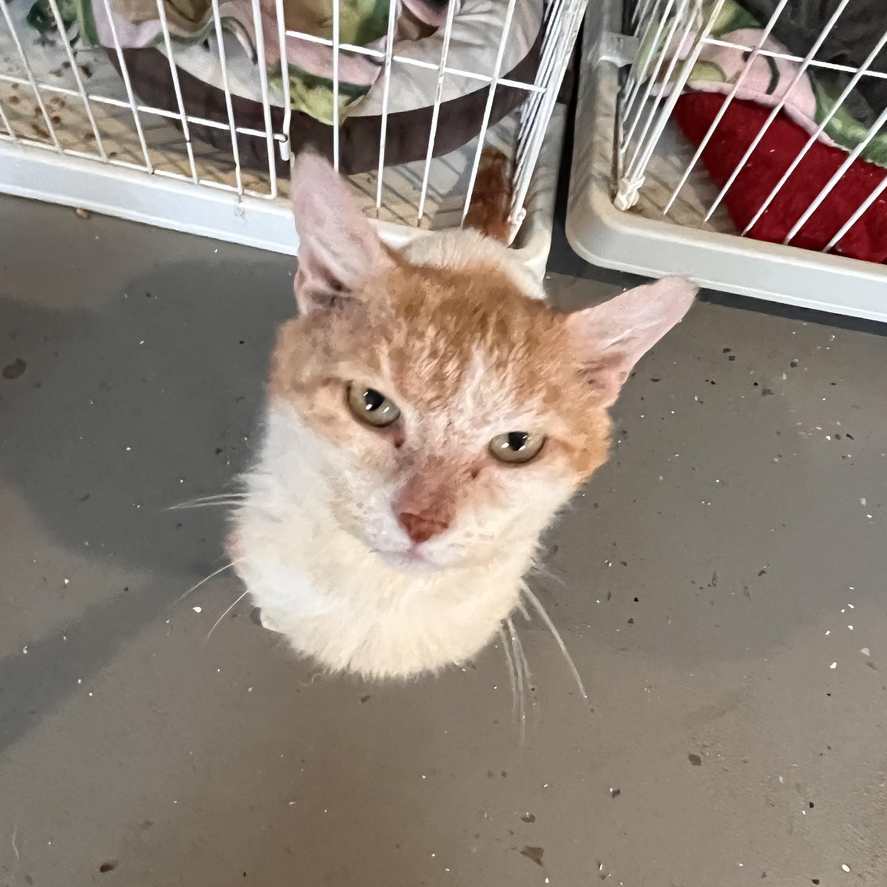 Enlarge Astarel, a Adoptable Domestic Medium Hair in Landenberg, PA image 3/4