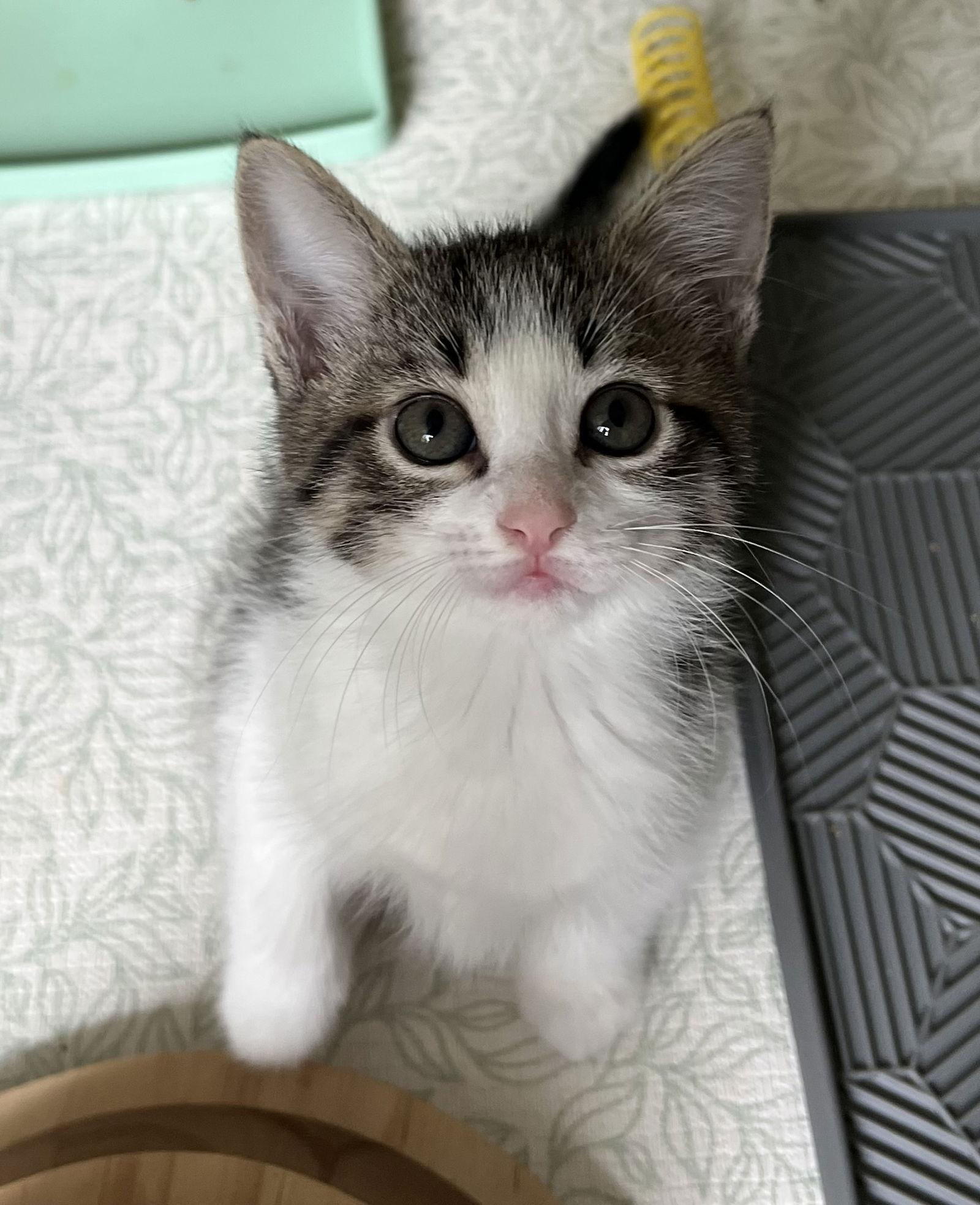 Peony, Adopted, Kitten Female Domestic Short Hair.