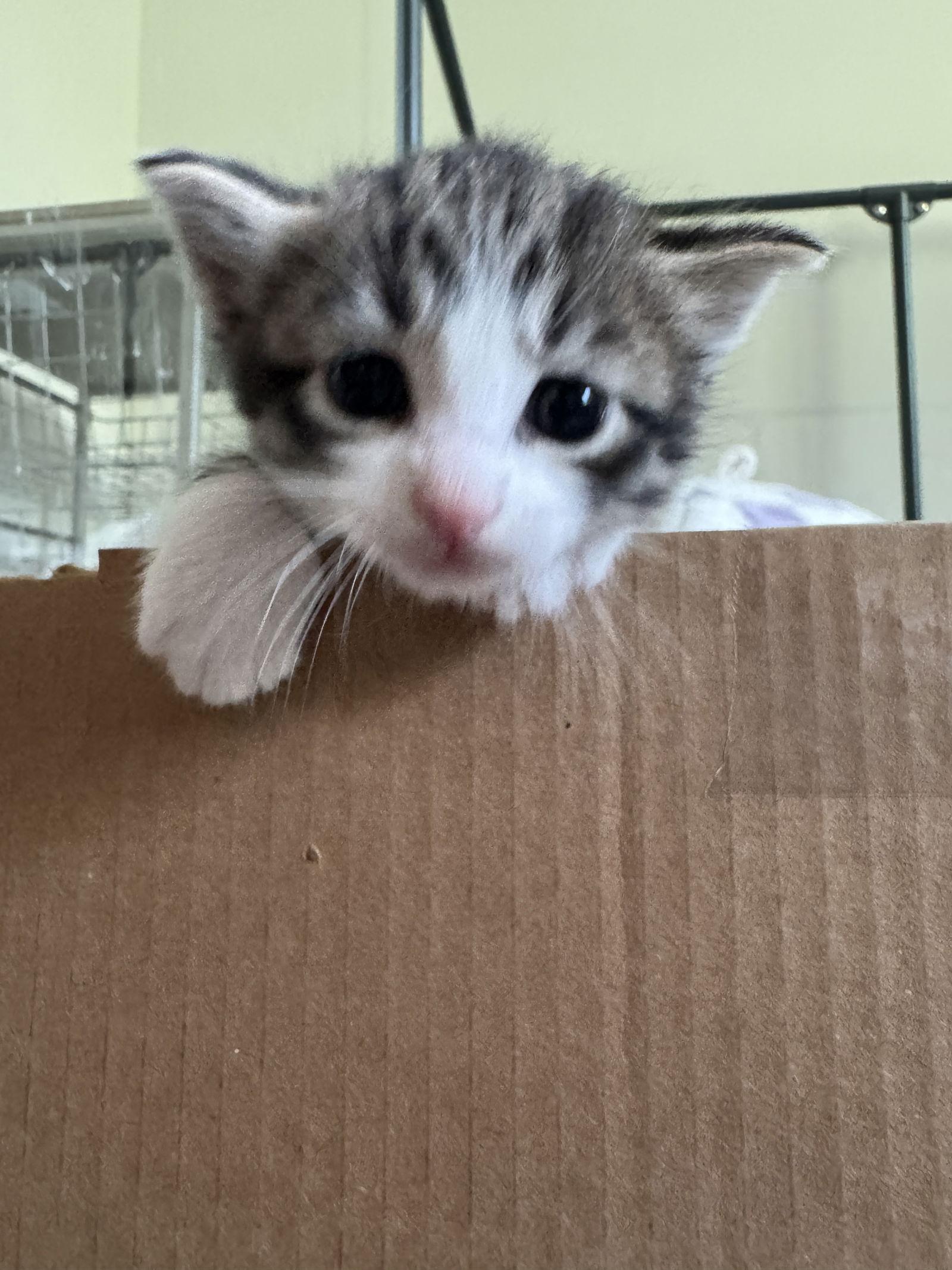 Peony, a Adopted Domestic Short Hair in Pittsboro, NC image 2/2