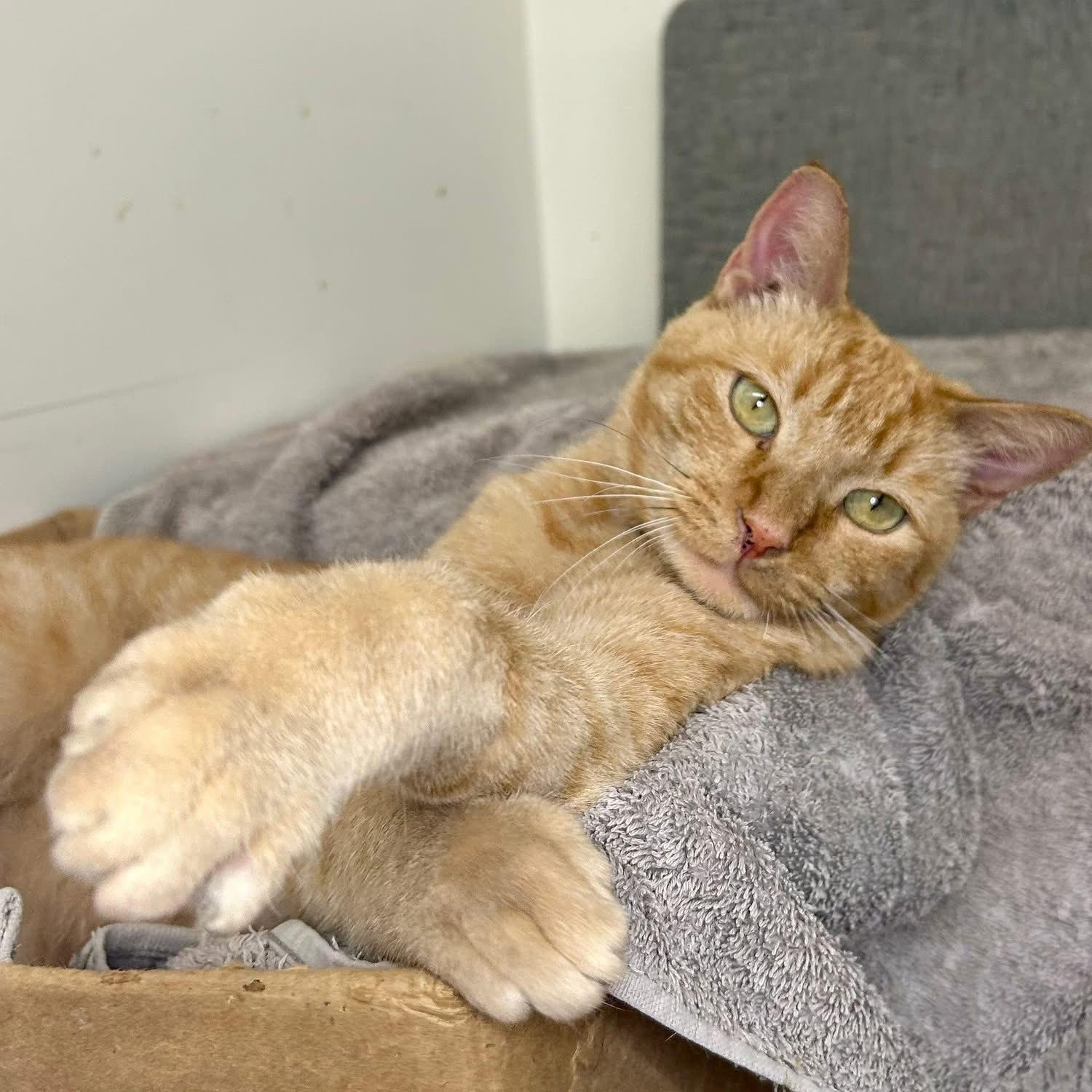 Wilson, a Adoptable Domestic Short Hair in Santa Monica, CA image 3/4