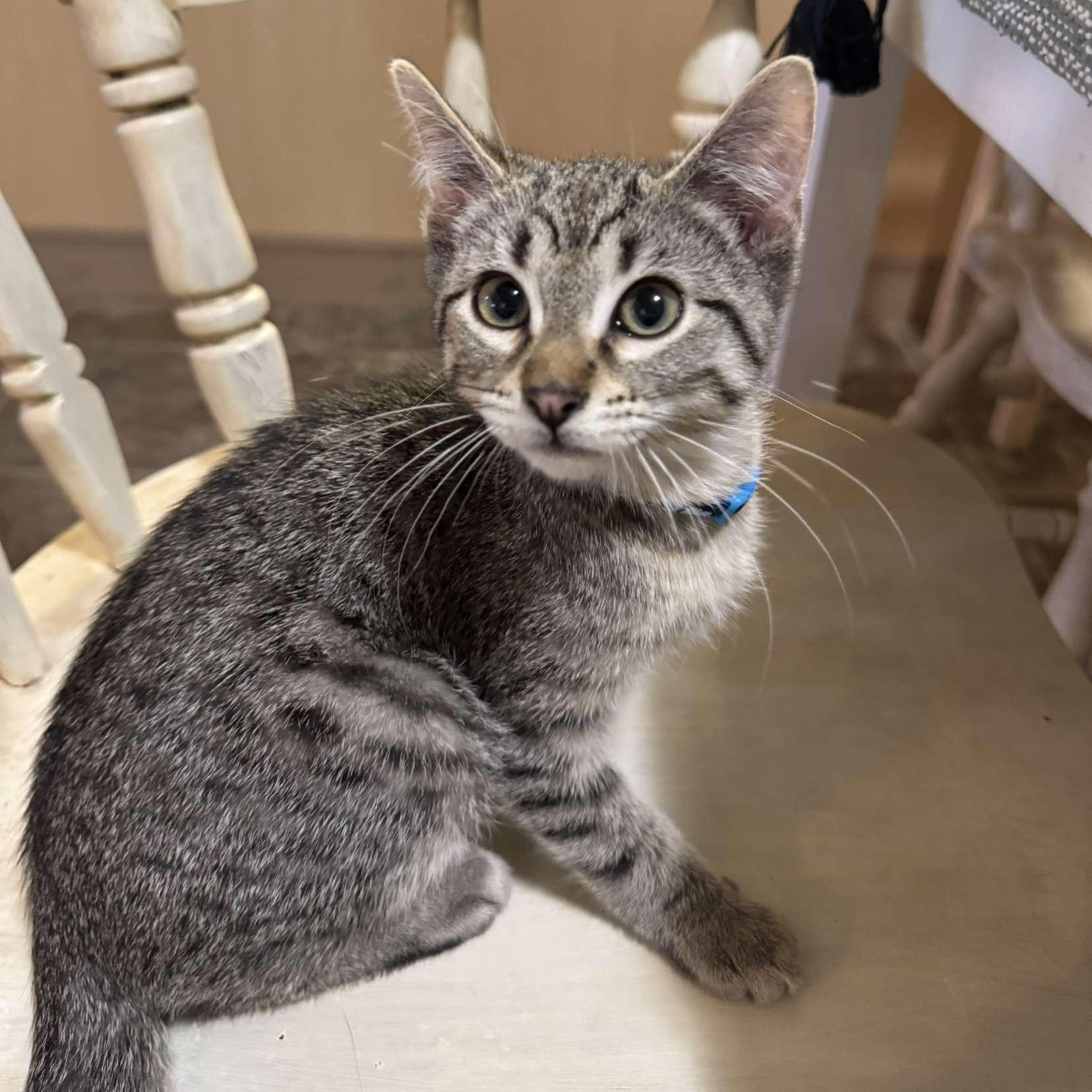 Stitch, an adoptable Domestic Short Hair in Dickinson, ND, 58601 | Photo Image 1