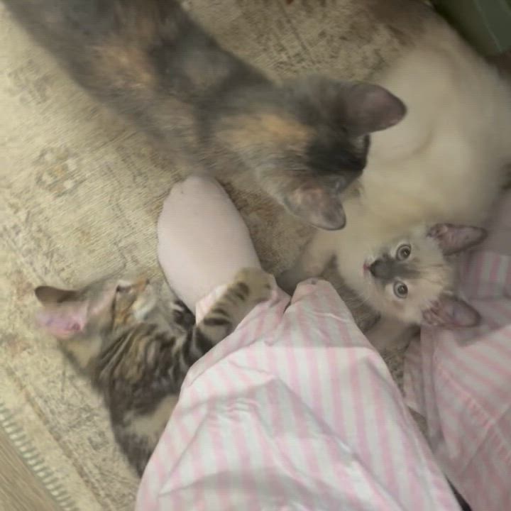 Enlarge April, an adopted Dilute Tortoiseshell in Bentonville, AR video 2/2