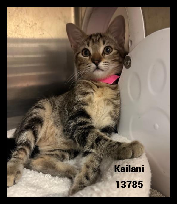 KAILANI, a Adoptable mixed breed in Marietta, GA image 2/4