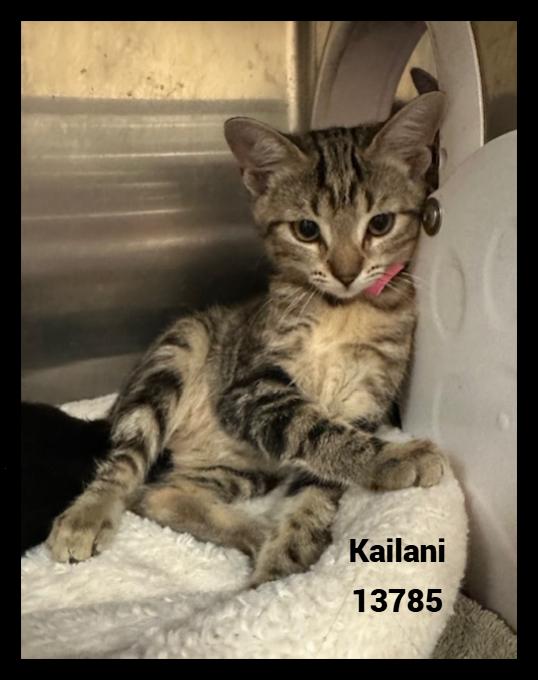 KAILANI, a Adoptable mixed breed in Marietta, GA image 3/4