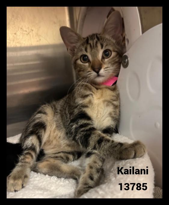 KAILANI, a Adoptable mixed breed in Marietta, GA image 1/4