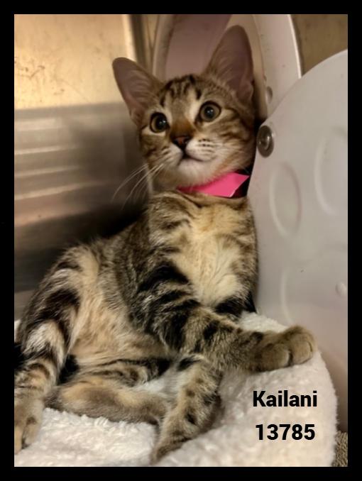 KAILANI, a Adoptable mixed breed in Marietta, GA image 4/4