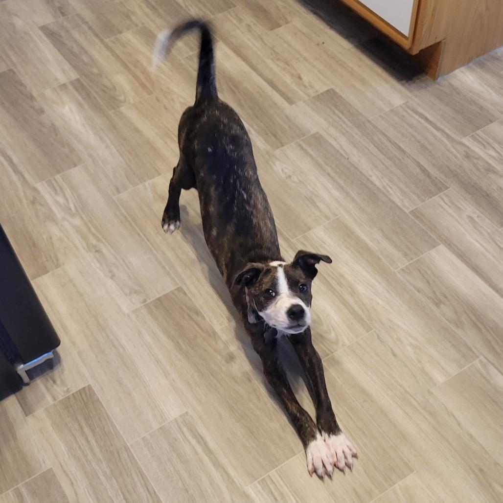 Enlarge Blaze D70031, a Adoptable mixed breed in Minnetonka, MN image 1/6