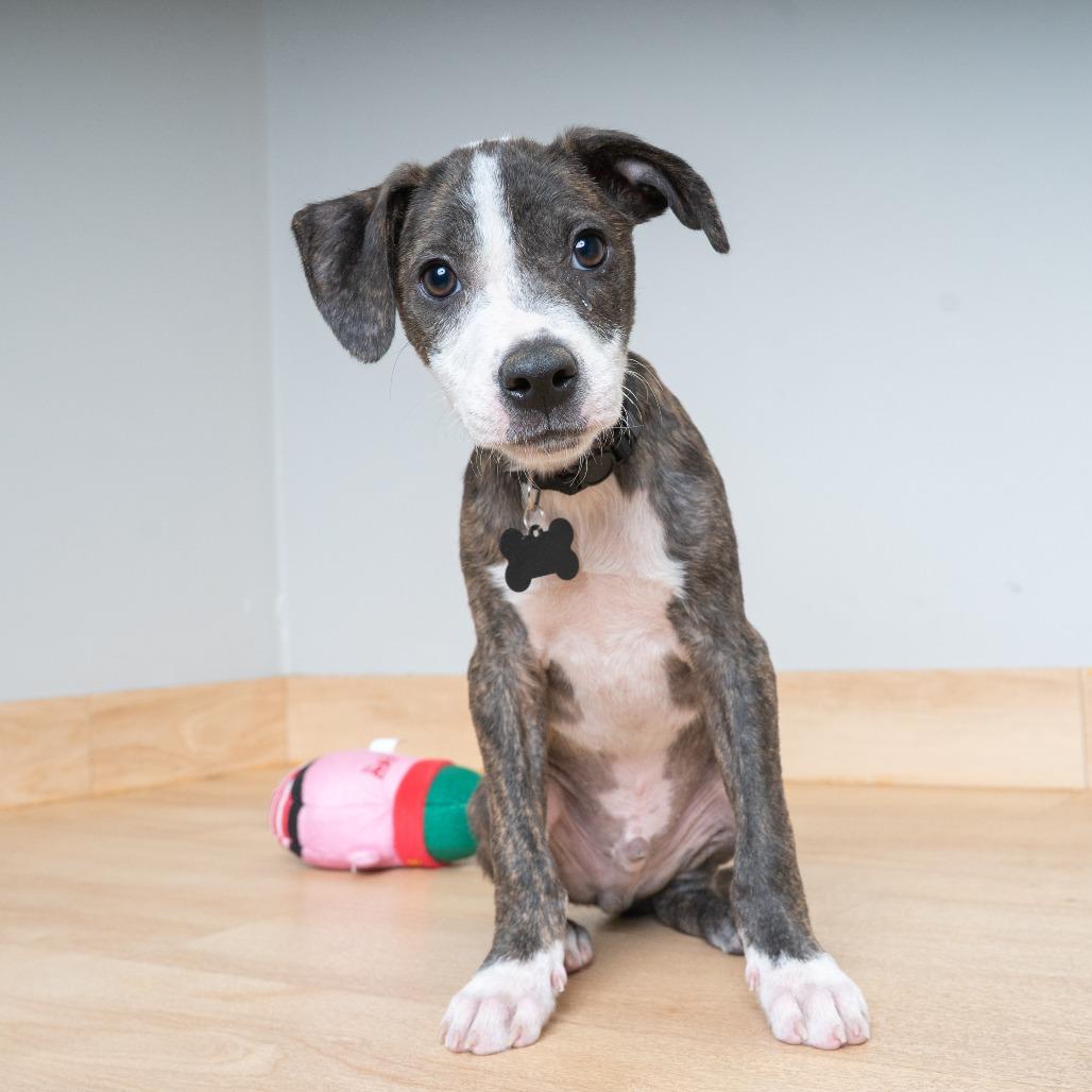 Enlarge Blaze D70031, a Adoptable mixed breed in Minnetonka, MN image 2/6