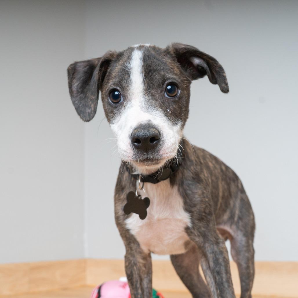 Enlarge Blaze D70031, a Adoptable mixed breed in Minnetonka, MN image 3/6