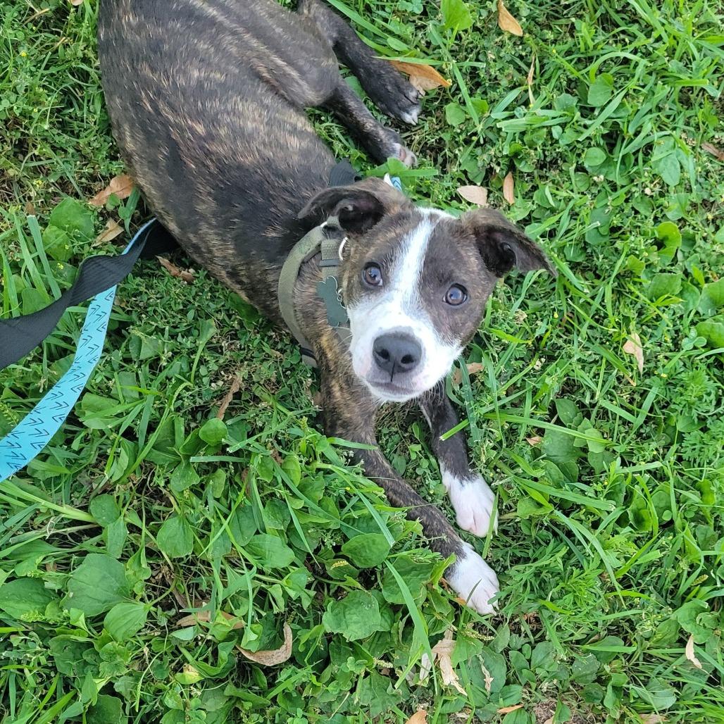 Enlarge Blaze D70031, a Adoptable mixed breed in Minnetonka, MN image 4/6