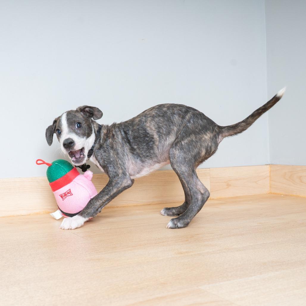 Enlarge Blaze D70031, a Adoptable mixed breed in Minnetonka, MN image 5/6