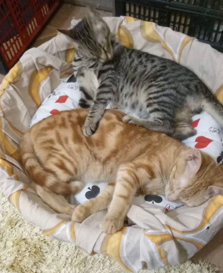 Bonded Pair - 6 months, Baby Male unknown