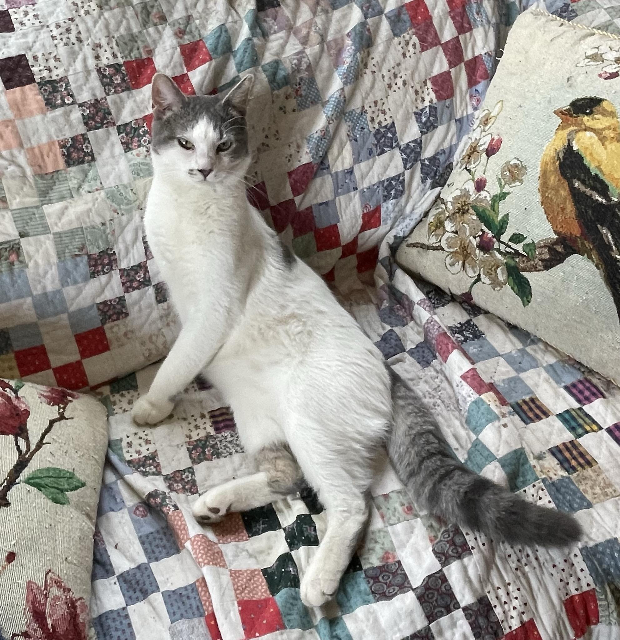 Enlarge Buddy, an adopted Domestic Short Hair in Menasha, WI image 2/6