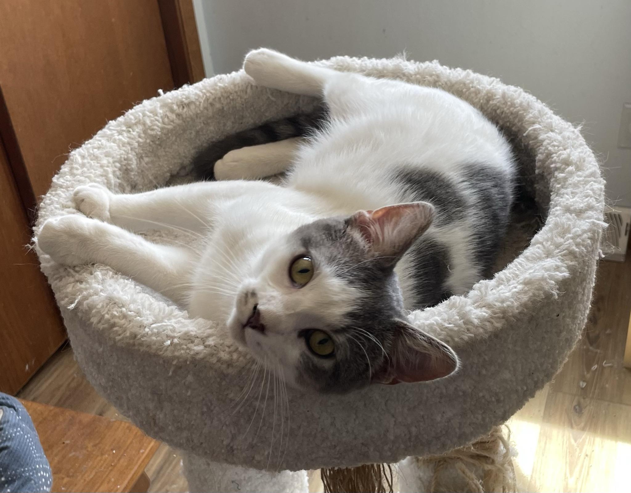 Enlarge Buddy, an adopted Domestic Short Hair in Menasha, WI image 5/6