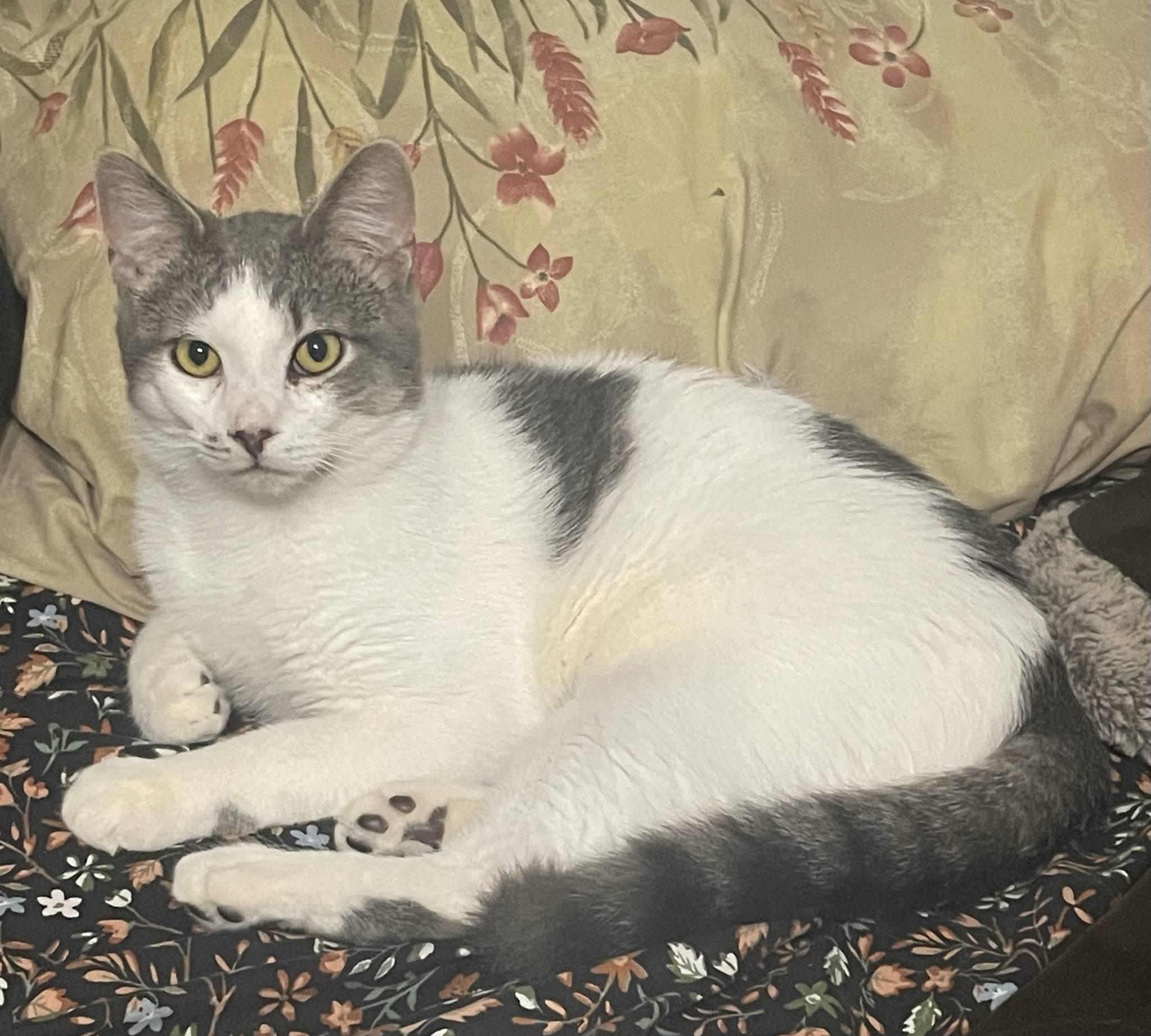 Buddy, adopted, Kitten Male Domestic Short Hair.