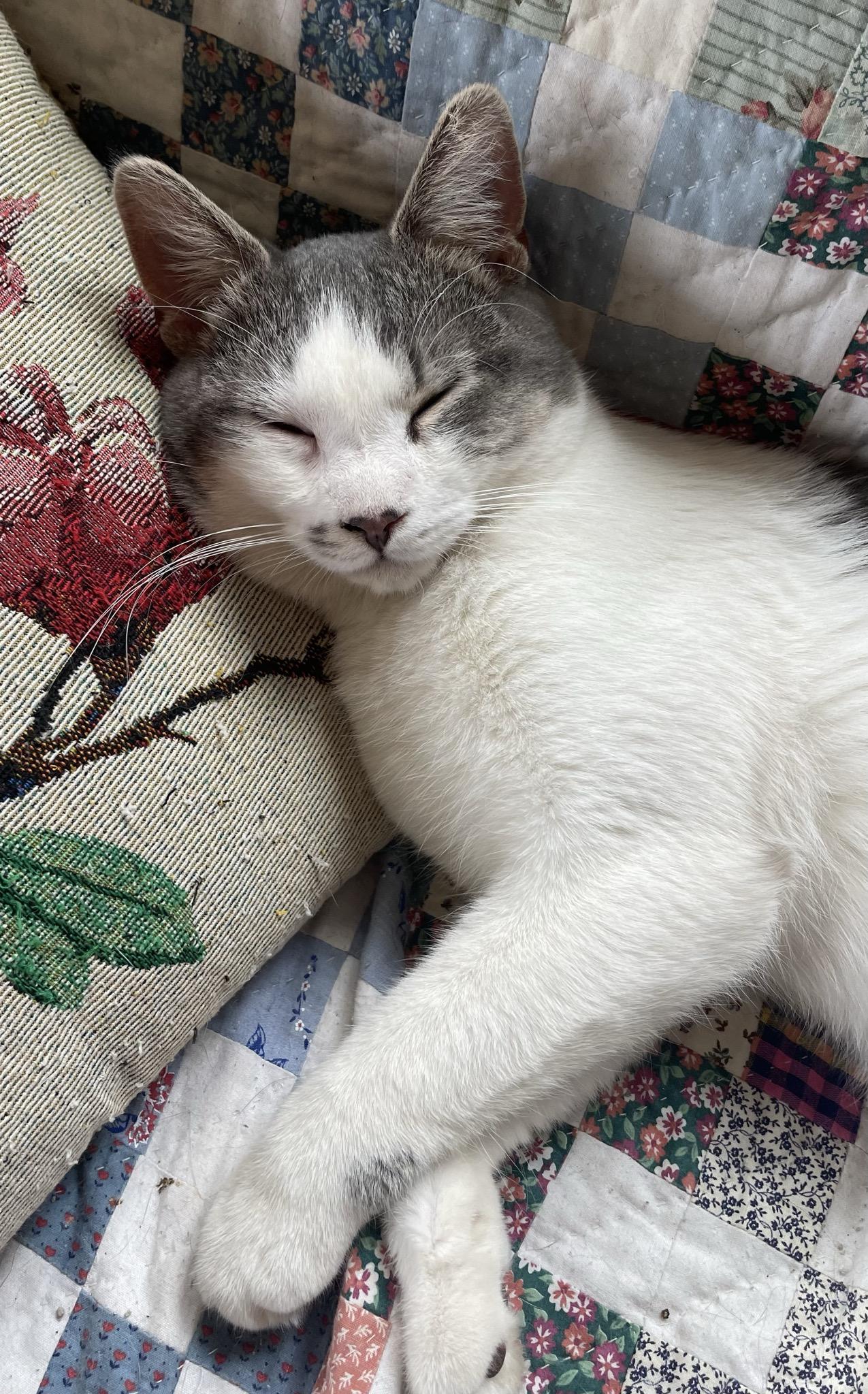 Enlarge Buddy, an adopted Domestic Short Hair in Menasha, WI image 3/6